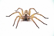 Big beautiful female wolf spider Tigrosa annexa is a species of wolf spider in the family Lycosidae. It is found in the United States isolated on white background front view