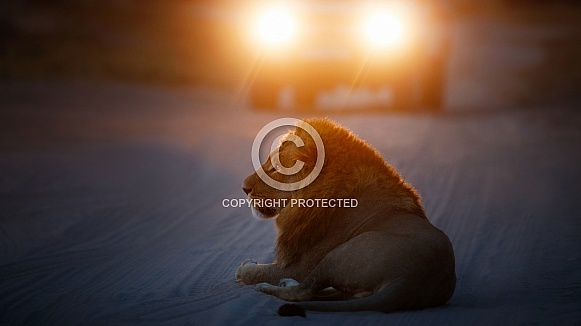 African lion portrait