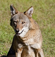Red Wolf