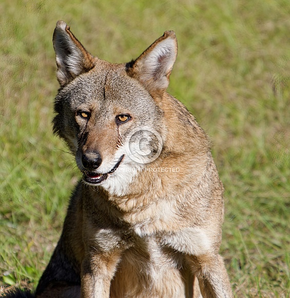 Red Wolf