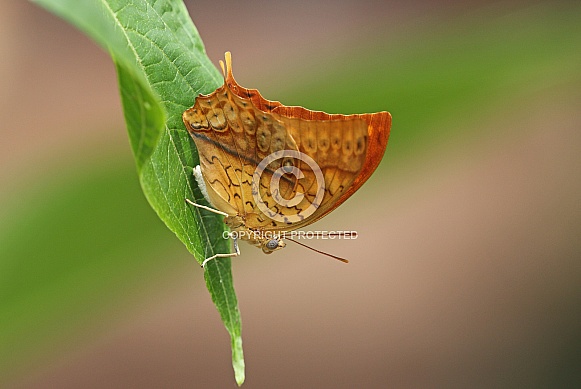 Pearl Emperor