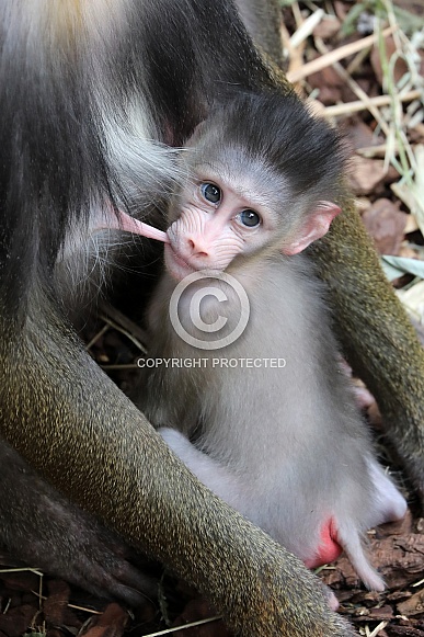 Mandrill (Mandrillus sphinx)