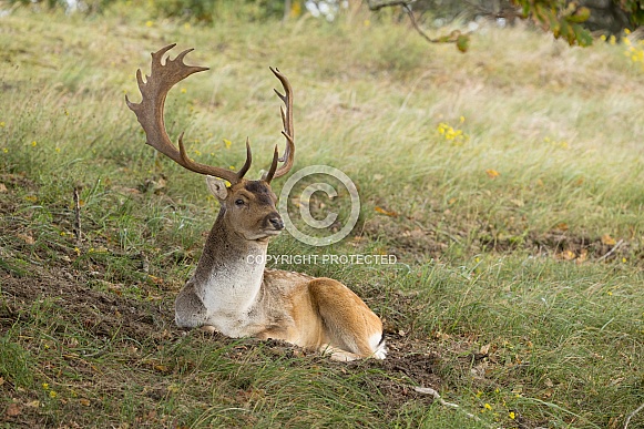 Fallow Deer Fallow Deer