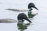 Common Loon (Gavia immer)