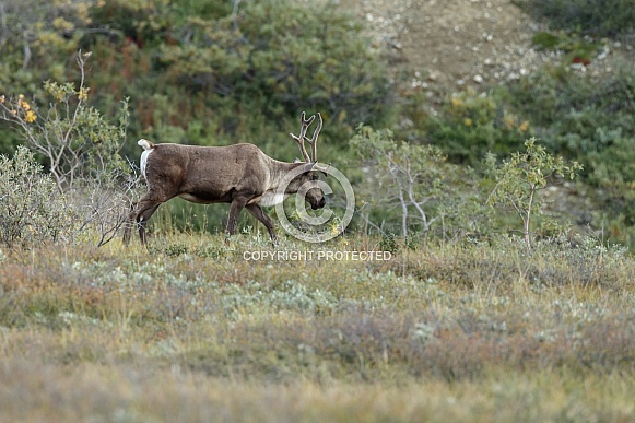 The reindeer or caribou (Rangifer tarandus)