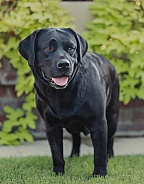 Portrait of a black Labrador Retriever