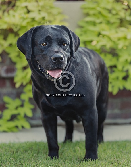 Portrait of a black Labrador Retriever Portrait of a black Labrador Retriever