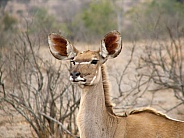 Kudu Cow