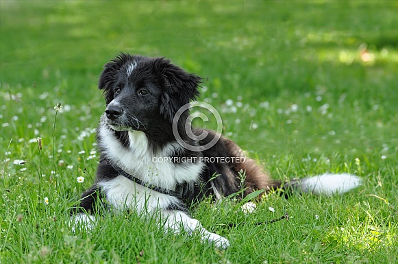 Border Collie