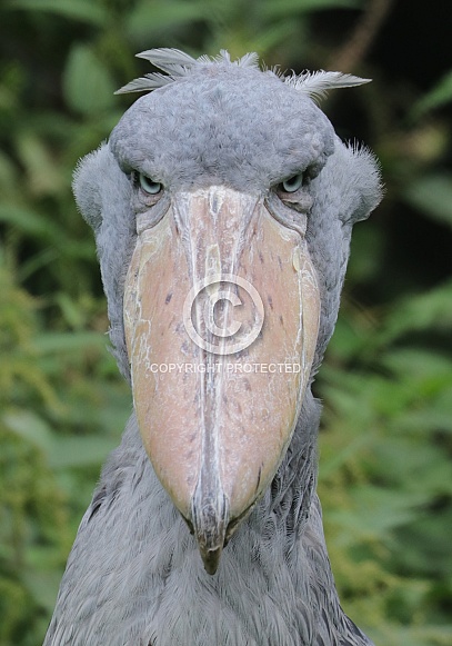 Shoebill (Balaeniceps Rex)