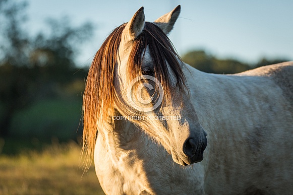 Buckskin Horse Buckskin Horse