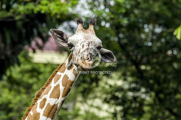 Giraffe Giraffe