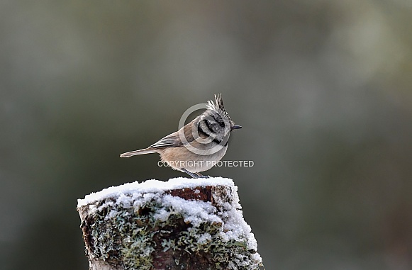 Crested Tit Crested Tit