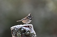 Crested Tit