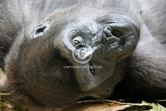 Western Lowland Gorilla (Gorilla Gorilla Gorilla)