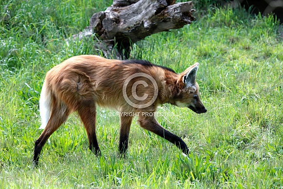 Maned Wolv Maned Wolv