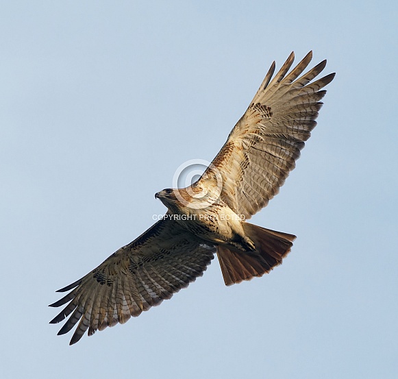 Red Tailed Hawk