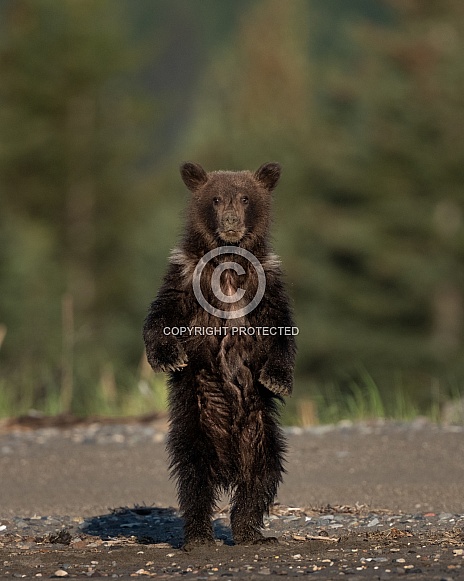 Young bear cub standing on it's hind legs