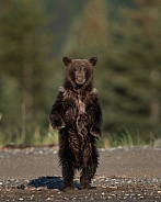 Young bear cub standing on it's hind legs