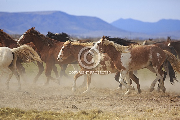Wild Ranch Horses Wild Ranch Horses