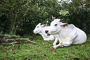 White Cebu cattle