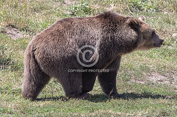 Grizzly Bear