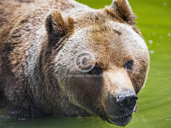 Profile of a bear Profile of a bear