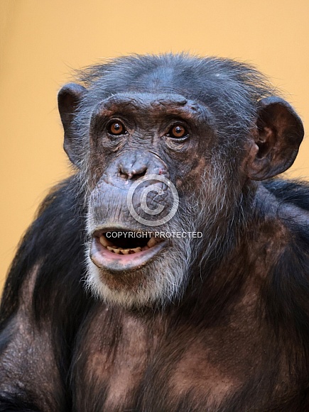 Chimpanzee (Pan troglodytes)