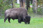 Yellowstone Bison Eating