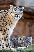 Snow Leopard