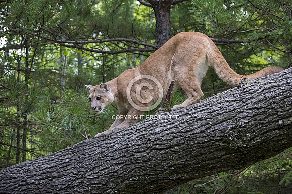 Mountain Lion