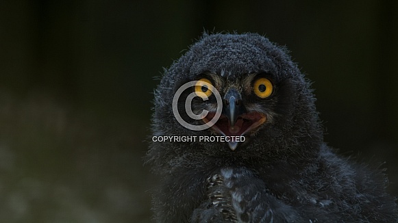 Young Snowy Owl Young Snowy Owl