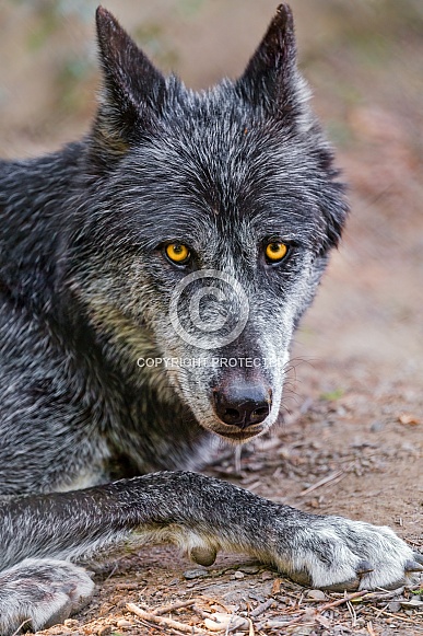 Black timberwolf