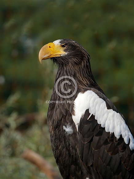 Steller's Sea Eagle Steller's Sea Eagle
