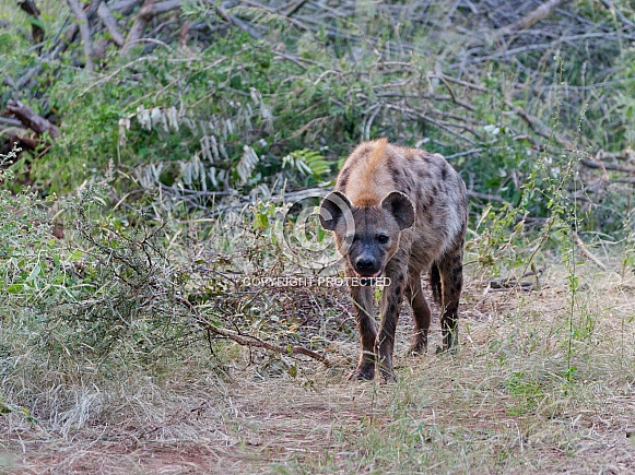 Spotted hyena