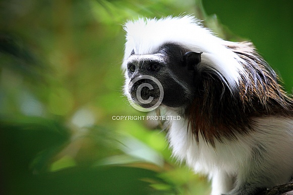 Cotton-top Tamarin