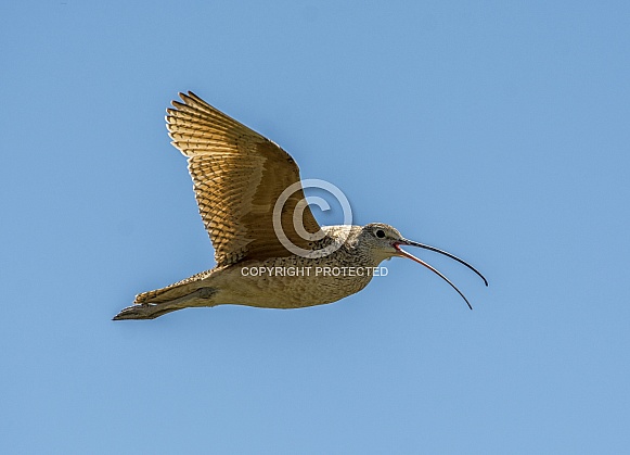Long-billed Curlew Long-billed Curlew