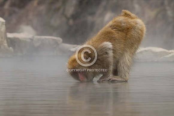 Snow monkey in hot spring