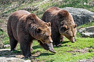Pair of Brown Bears
