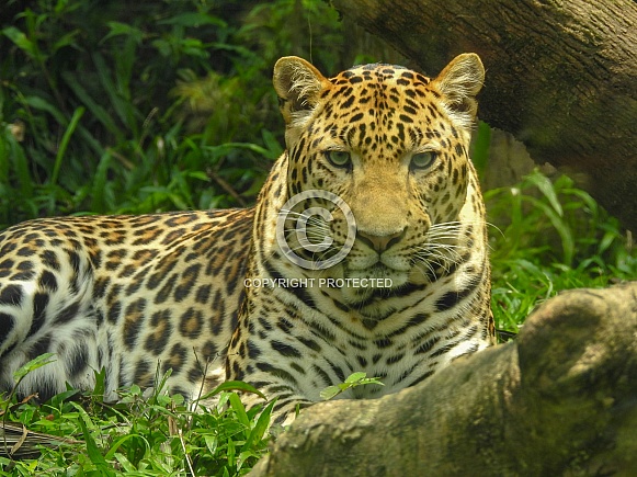 Javan Leopard