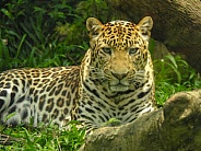 Javan Leopard