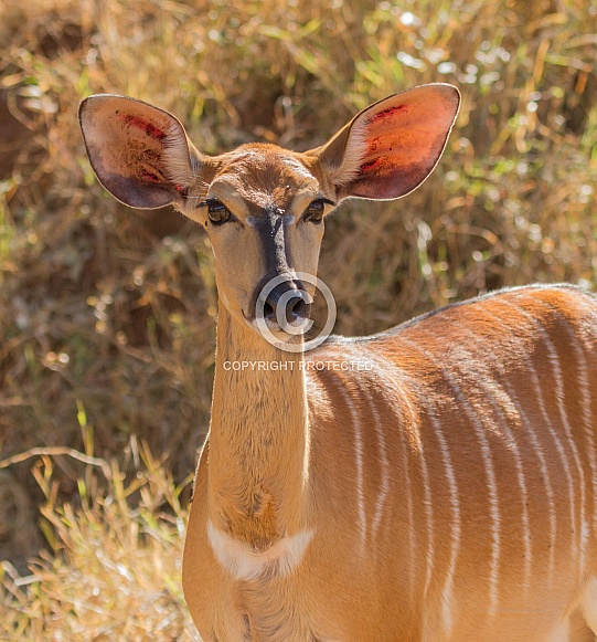 Nyala