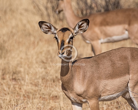 Impala Ewe