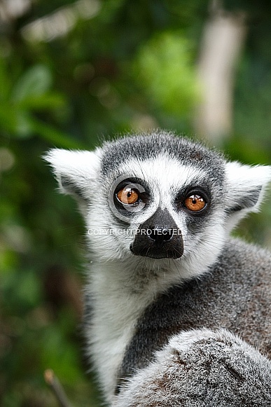 Ring Tailed Lemeur