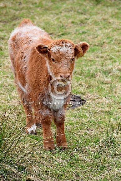 Highland cow calf