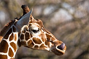 A giraffes head