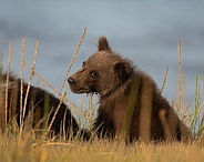 Close up of a bear cub in the grass