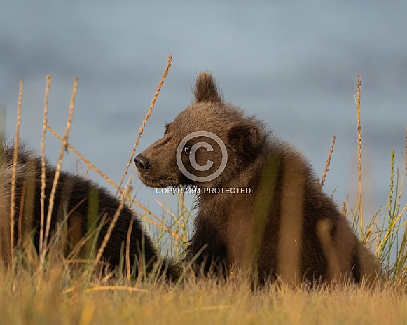 Close up of a bear cub in the grass Close up of a bear cub in the grass