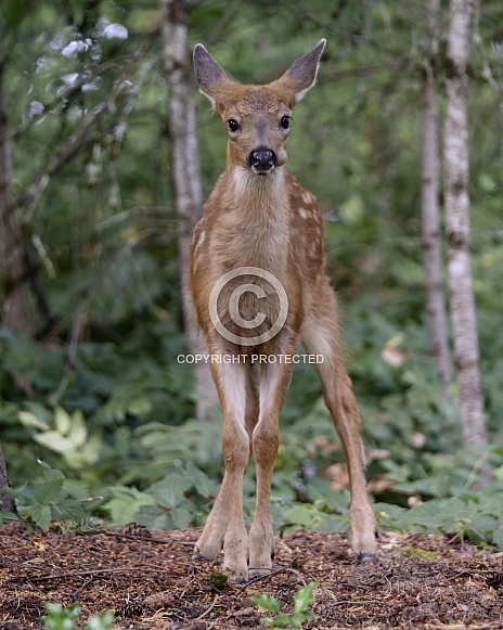 Baby Blacktail Deer Fawn in the Woods Baby Blacktail Deer Fawn in the Woods