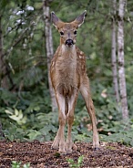Baby Blacktail Deer Fawn in the Woods
